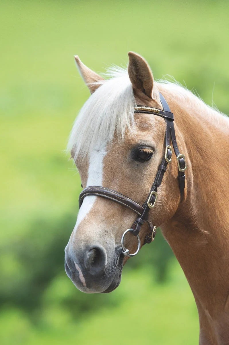 Shires Velociti GARA Clincher Inhand Bridle