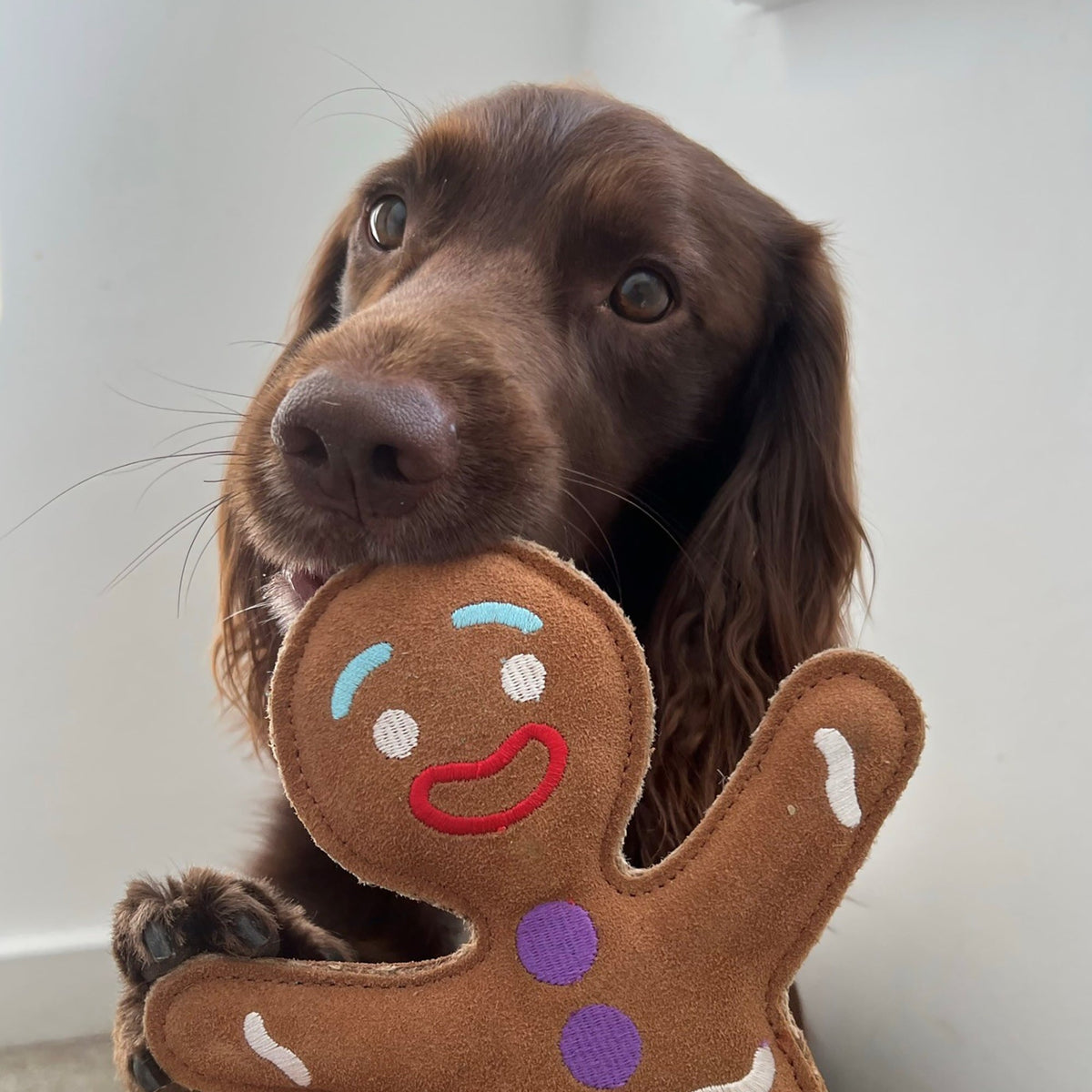 Green & Wilds Jean Genie the Gingerbread Christmas ECO Dog Toy