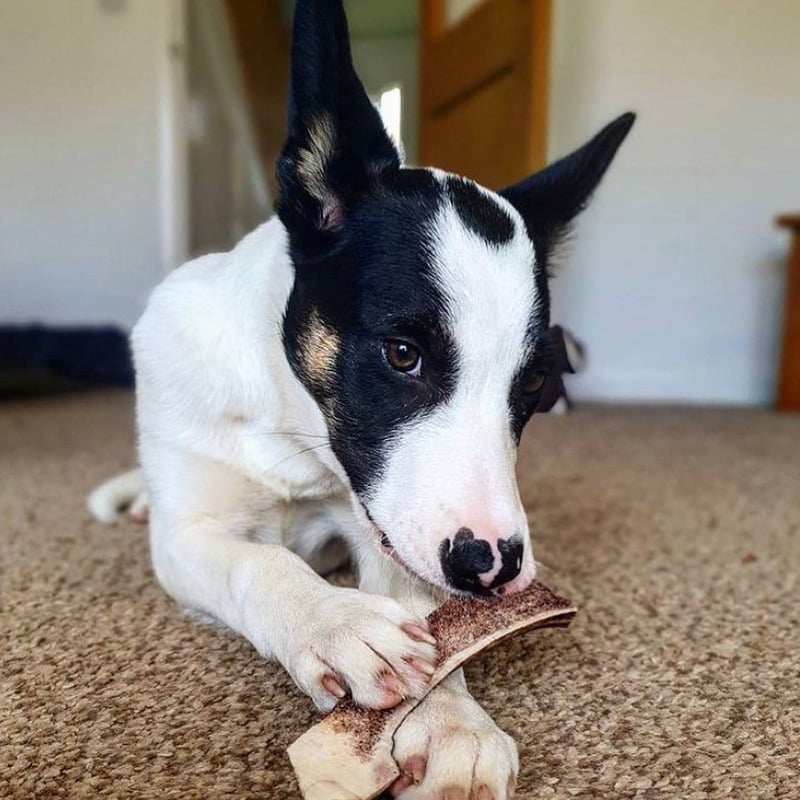 Green & Wild's Easy Antler Chew