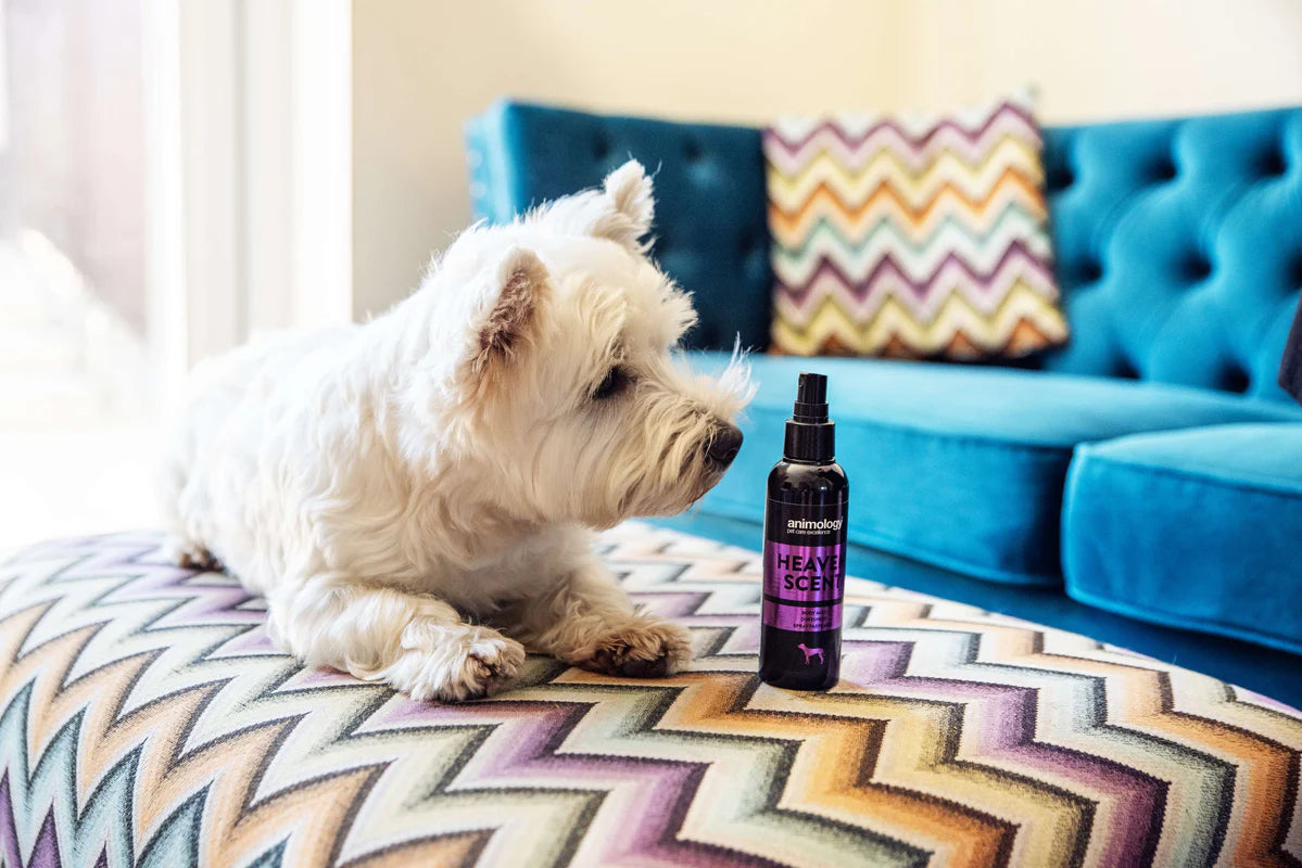 Animology Heaven Scent Body Mist