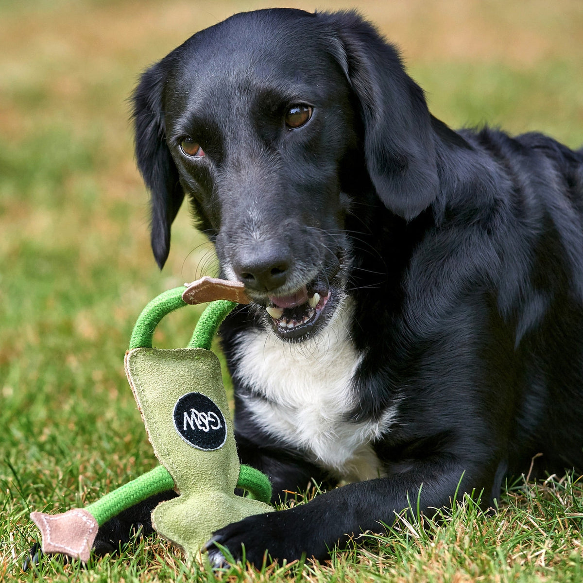 Green & Wild's Francois Le Frog ECO Dog Toy