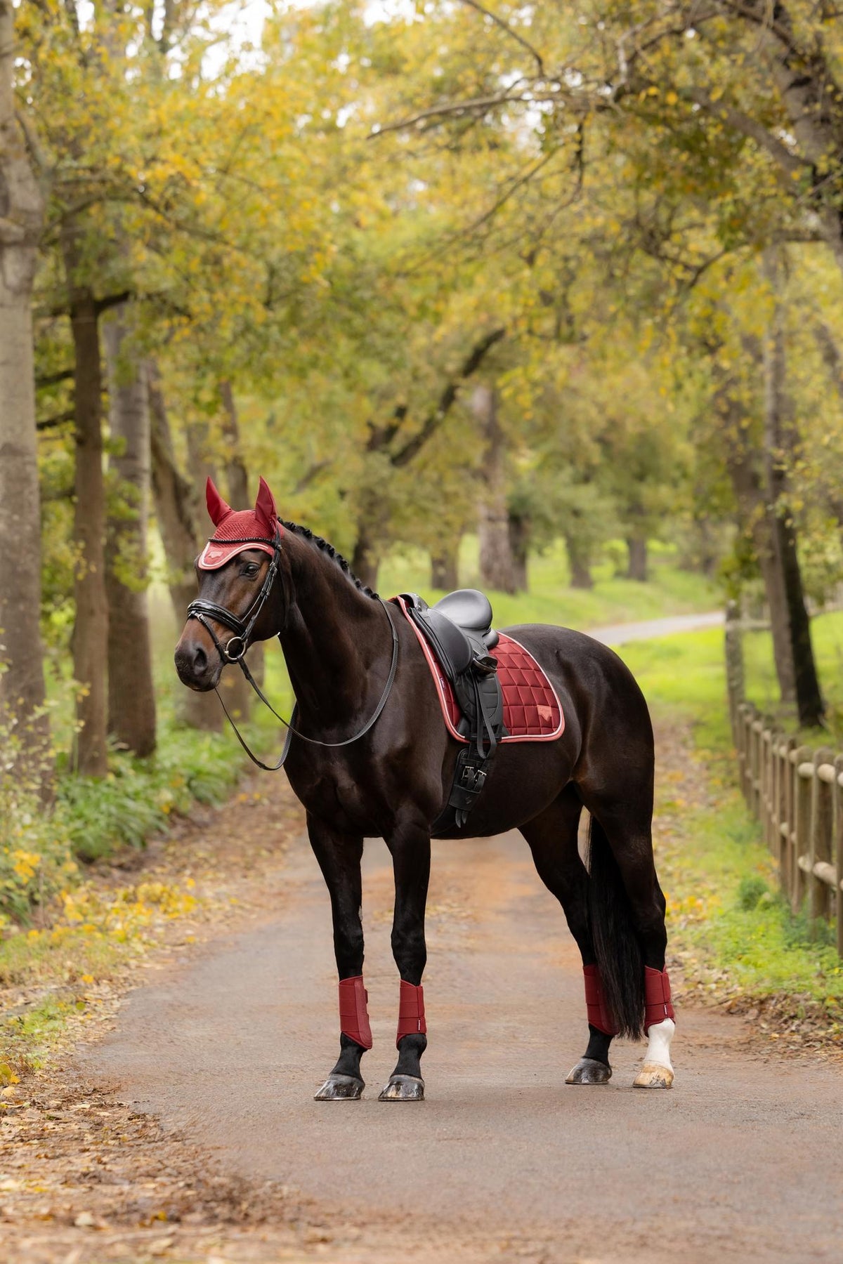 LeMieux Loire Classic Dressage Square AW26