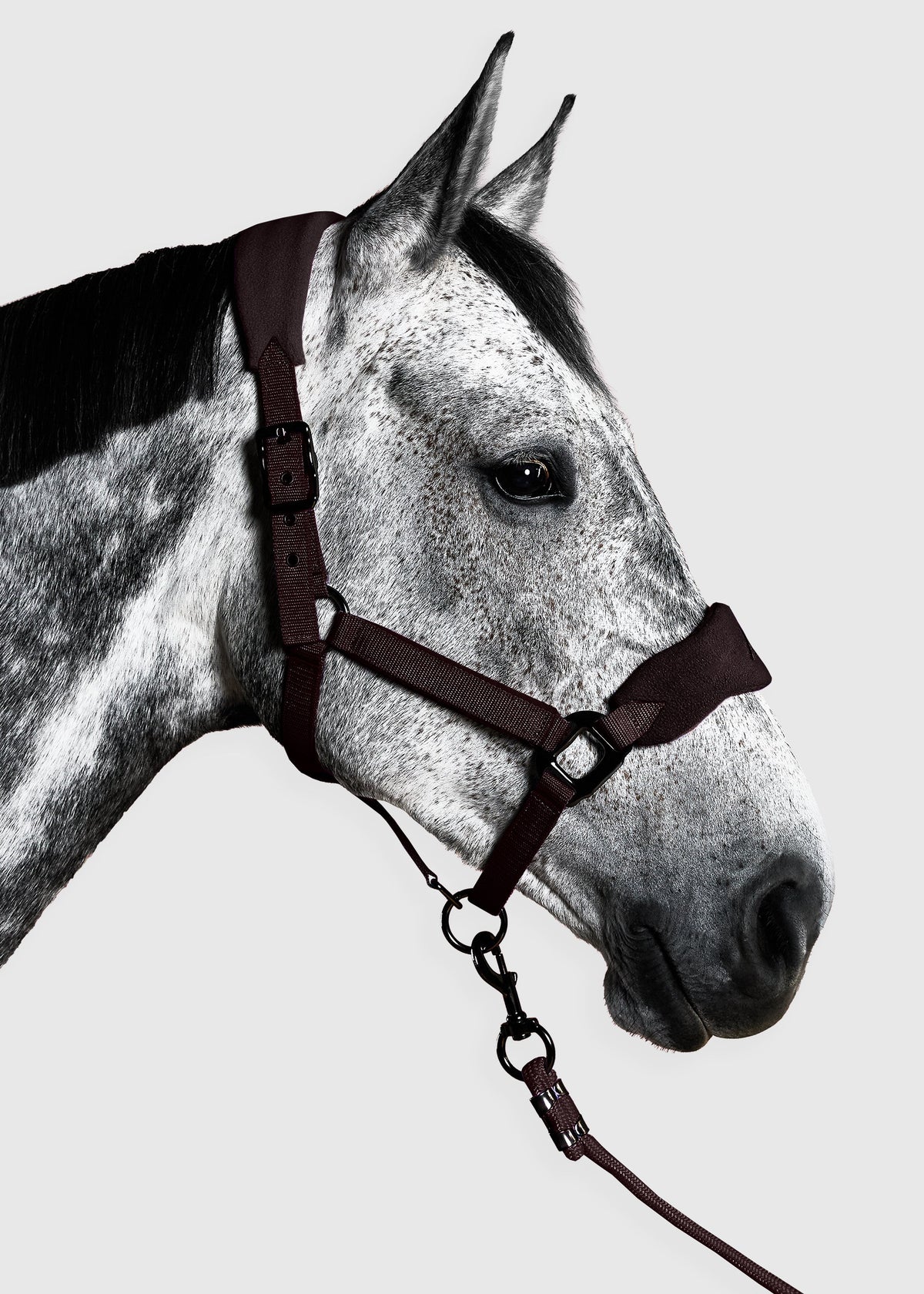 Aztec Diamond Panel Head Collar & Leadrope AW26