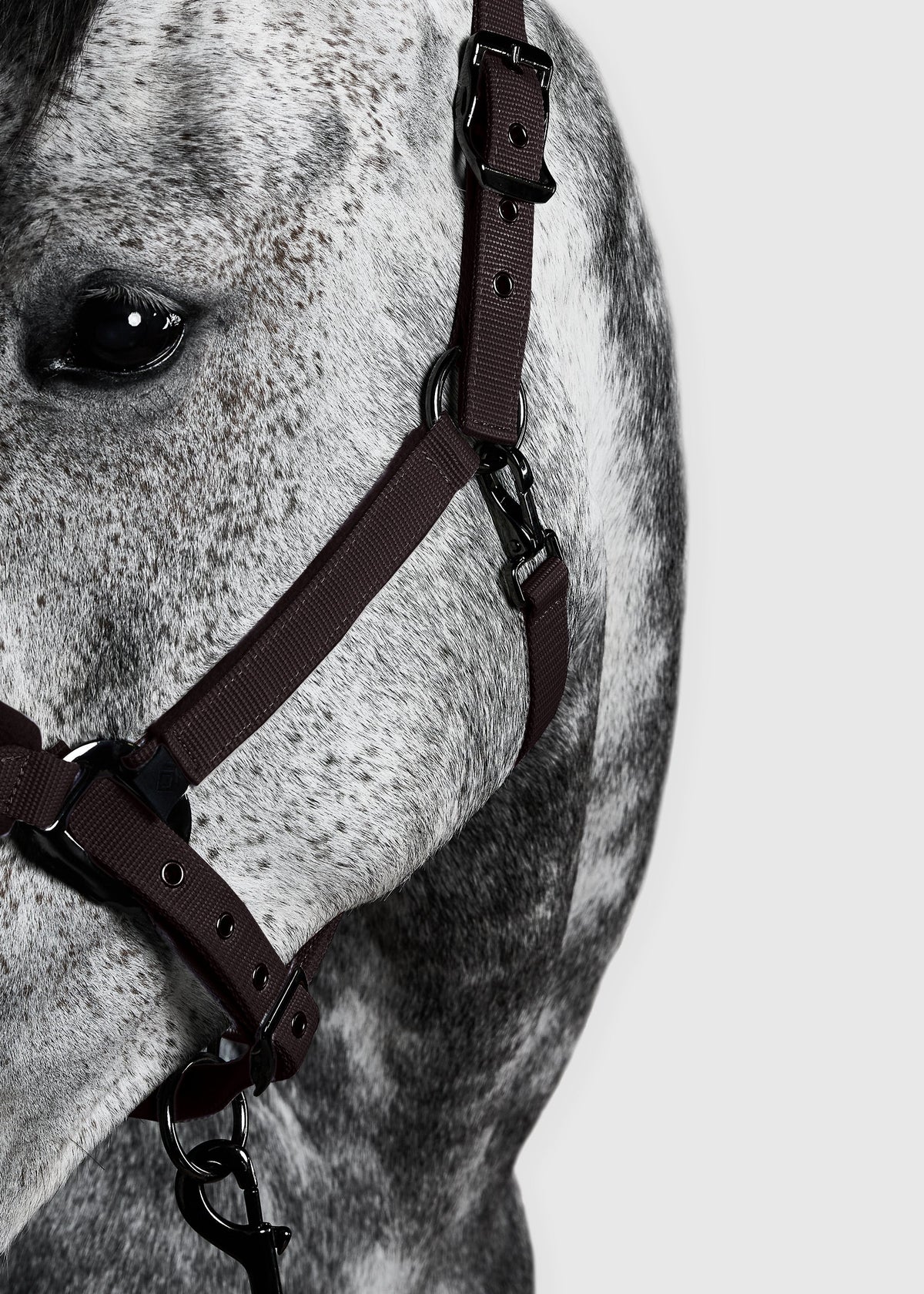 Aztec Diamond Panel Head Collar & Leadrope AW26