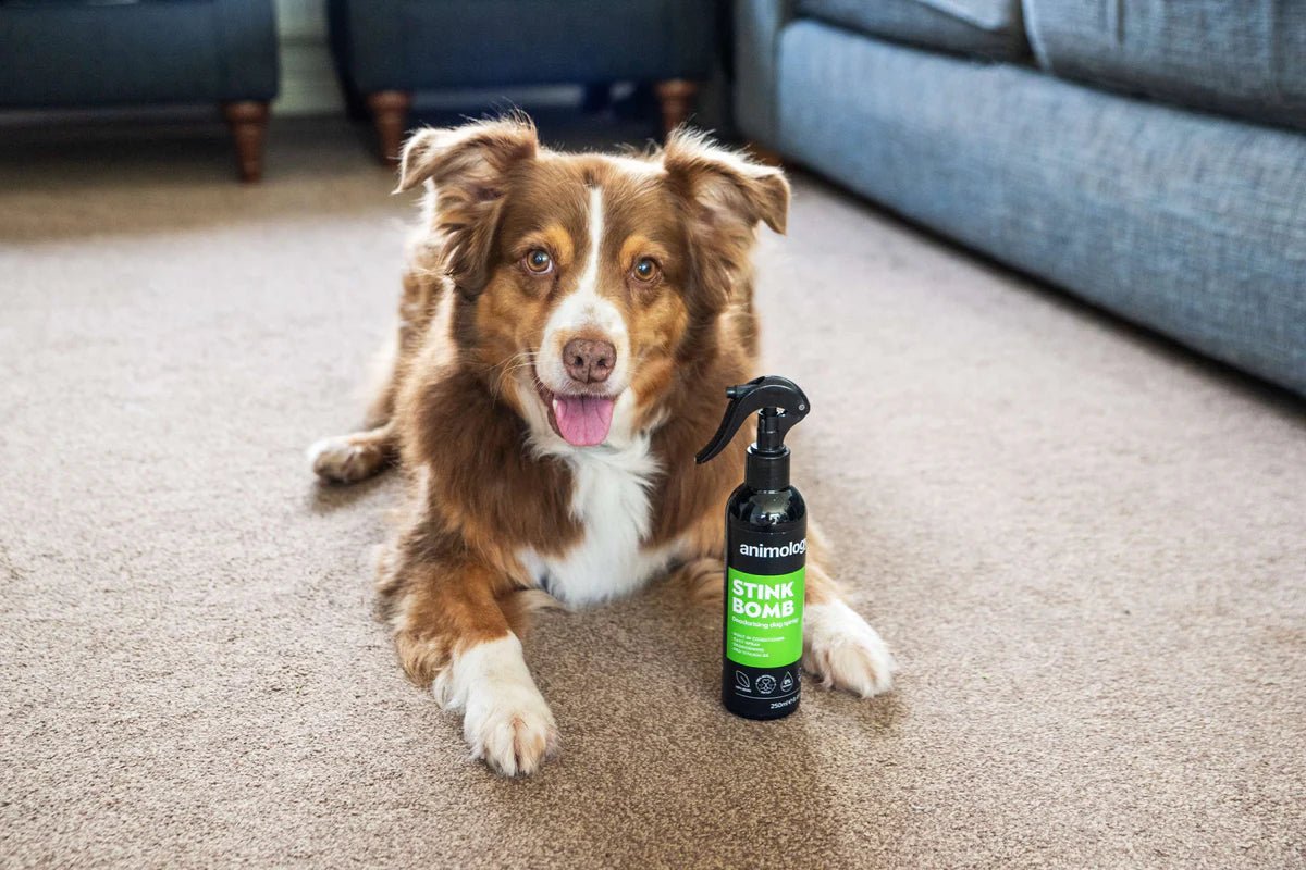 Animiology Stink Bomb Deodorising Dog Spray - Country Ways