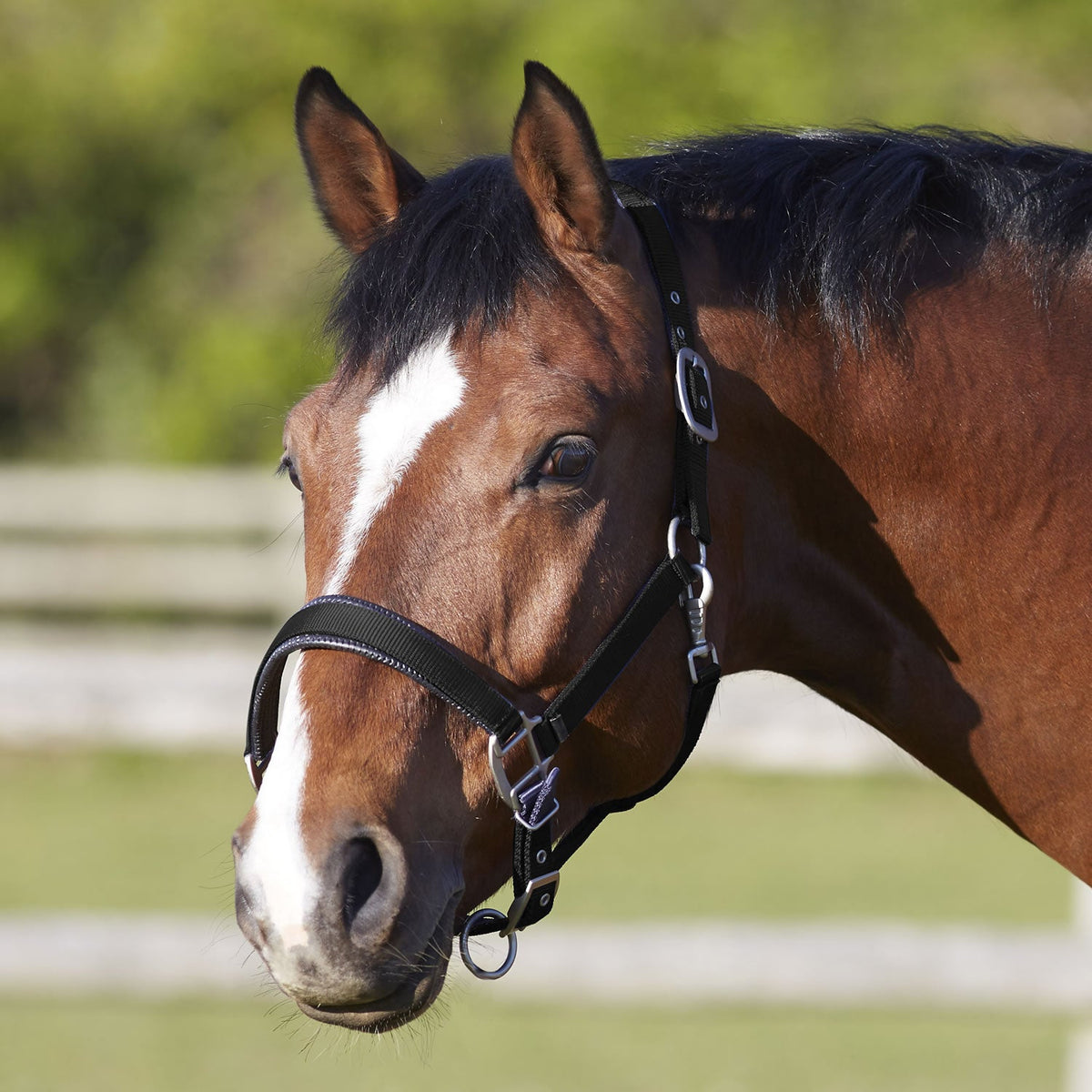 BITZ DELUXE PADDED HEADCOLLAR BLACK - Country Ways