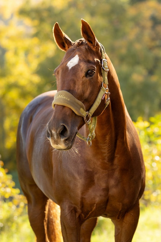 LeMieux Vogue Headcollar & Leadrope AW26
