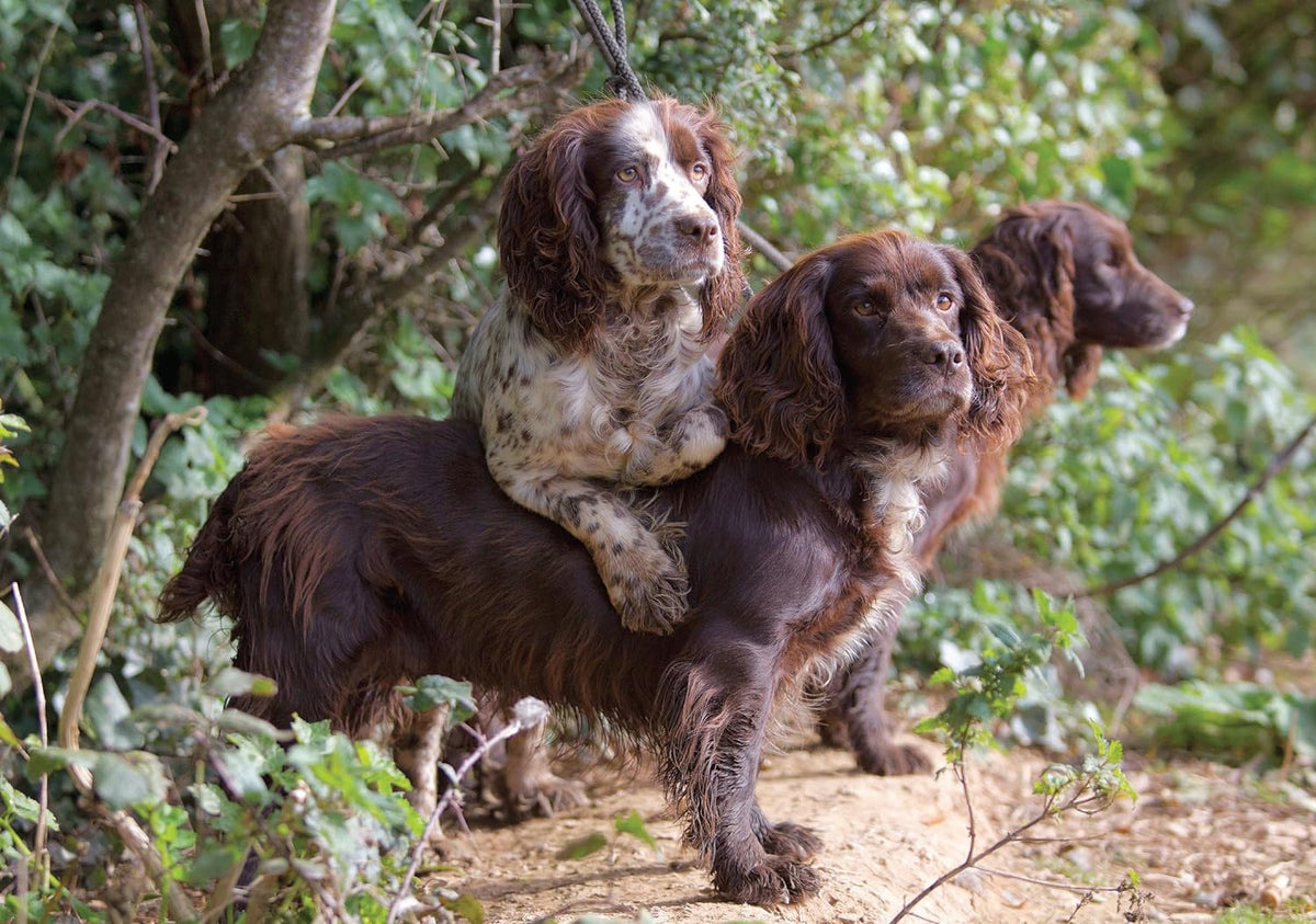 Greeting Card - Working Dogs by Charles Sainsbury - Plaice - Country Ways