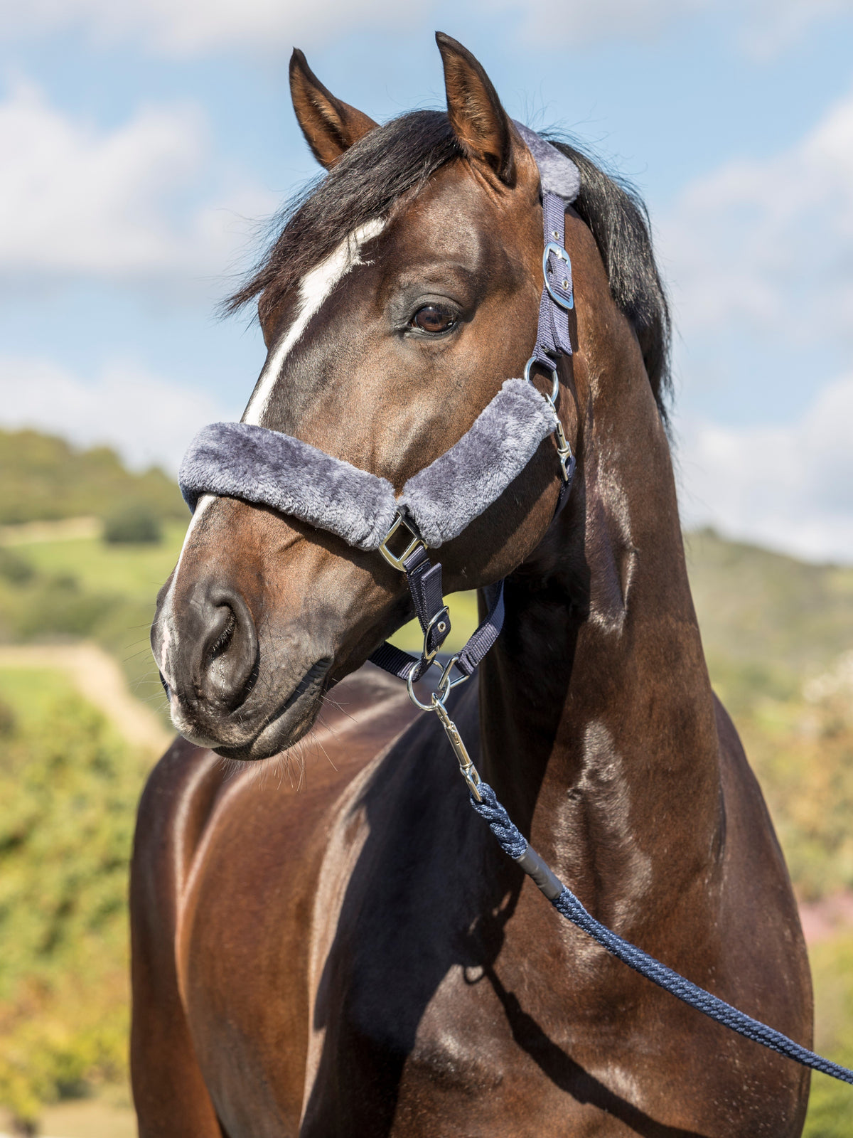 LeMieux Comfort Headcollar