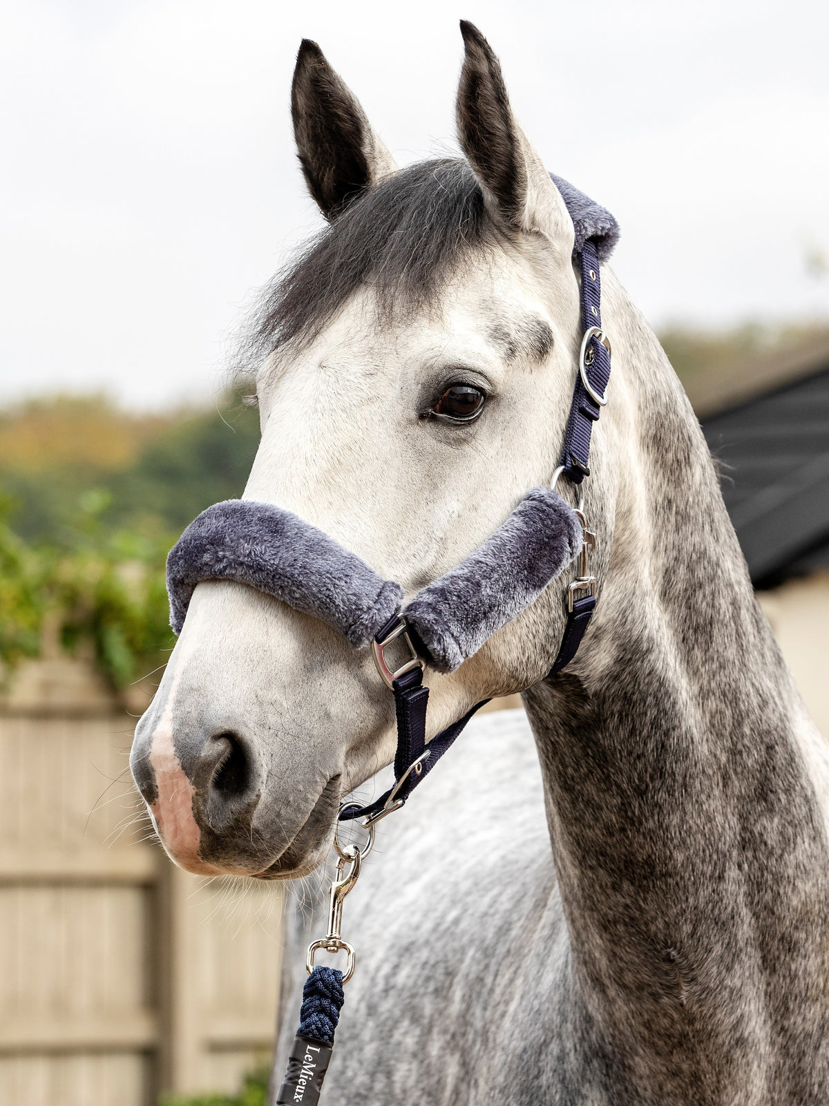LeMieux Comfort Headcollar