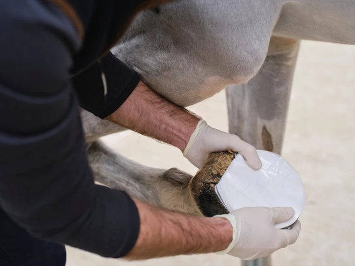 NAF NaturalintX Hoof Poultice