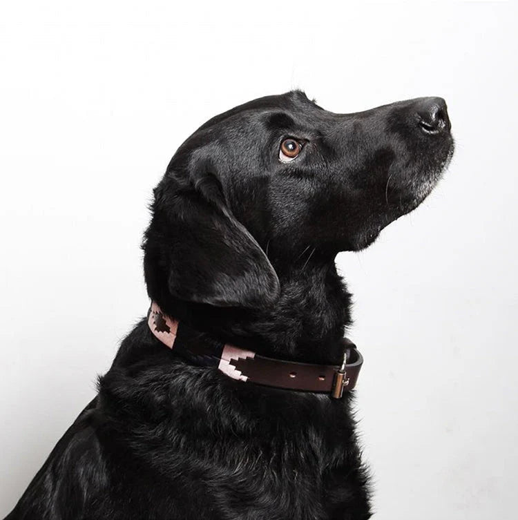Pampeano Leather Dog Collar Hermoso - Country Ways