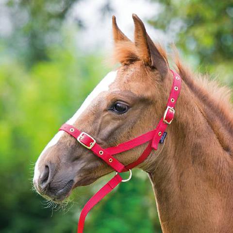 Shires Nylon Foal Slip Black - Country Ways