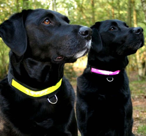 EquiSafety HighVizibility Dog Collar