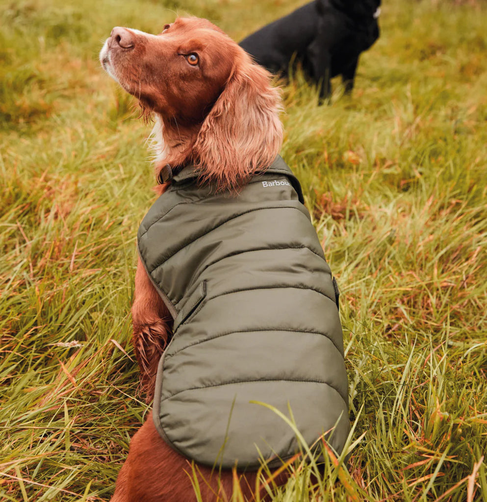 Barking Mad About Barbour Dog