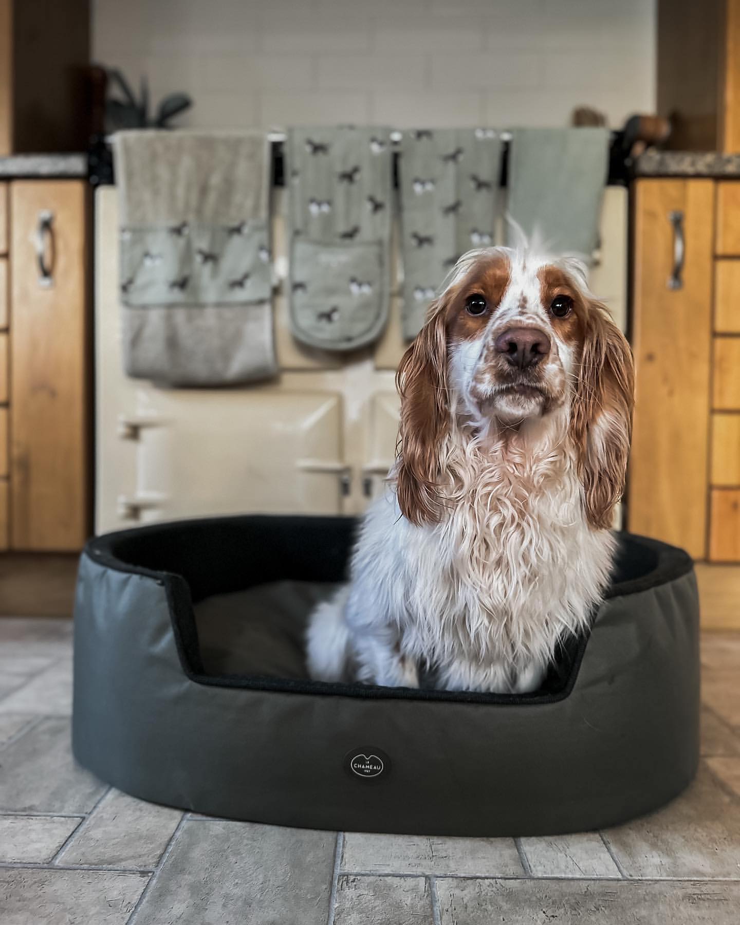 Dog - Country Ways