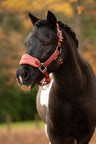 LeMieux Mini Vogue Headcollar & Leadrope AW26