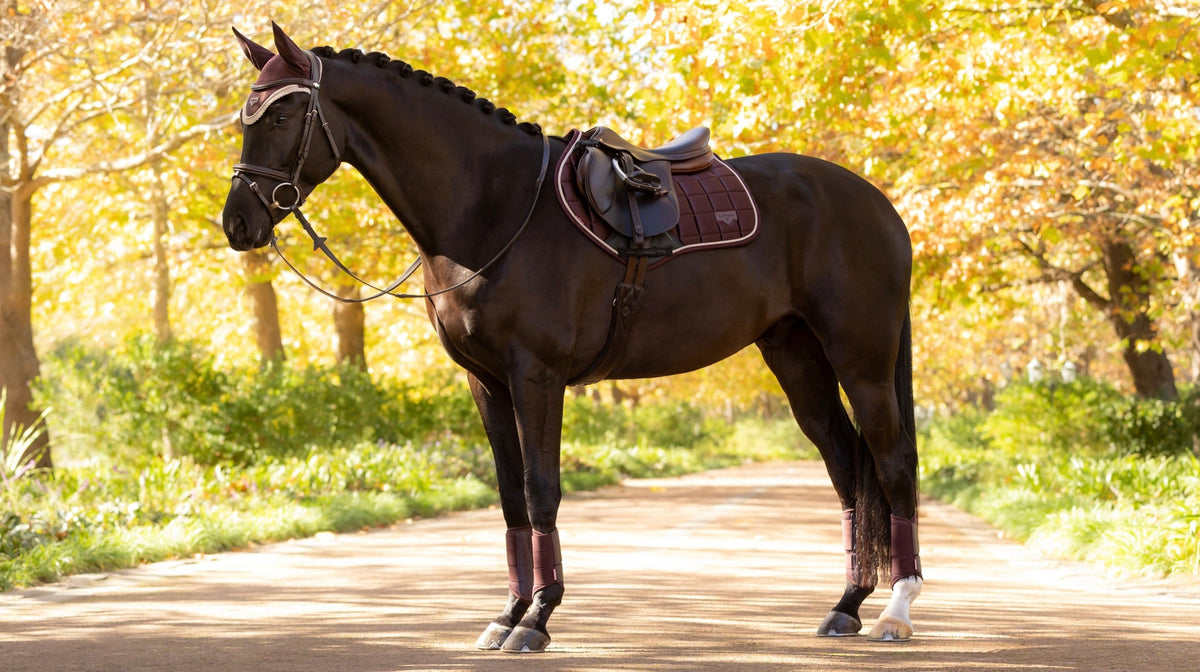 LeMieux Loire Classic Close Contact Square AW25
