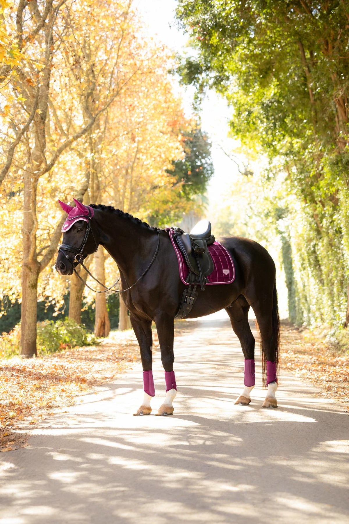 LeMieux Loire Classic Dressage Square AW26