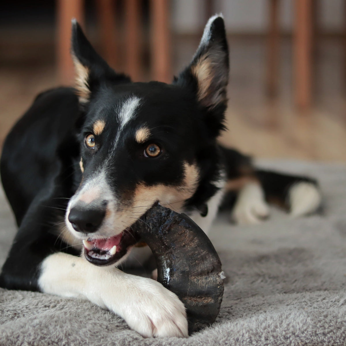 Green & Wild's Buffalo Horn Chew