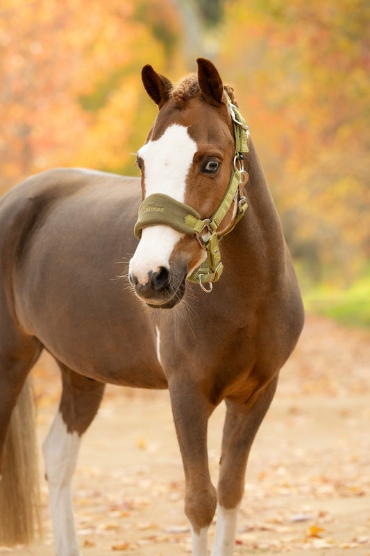 LeMieux Mini Vogue Headcollar & Leadrope AW26