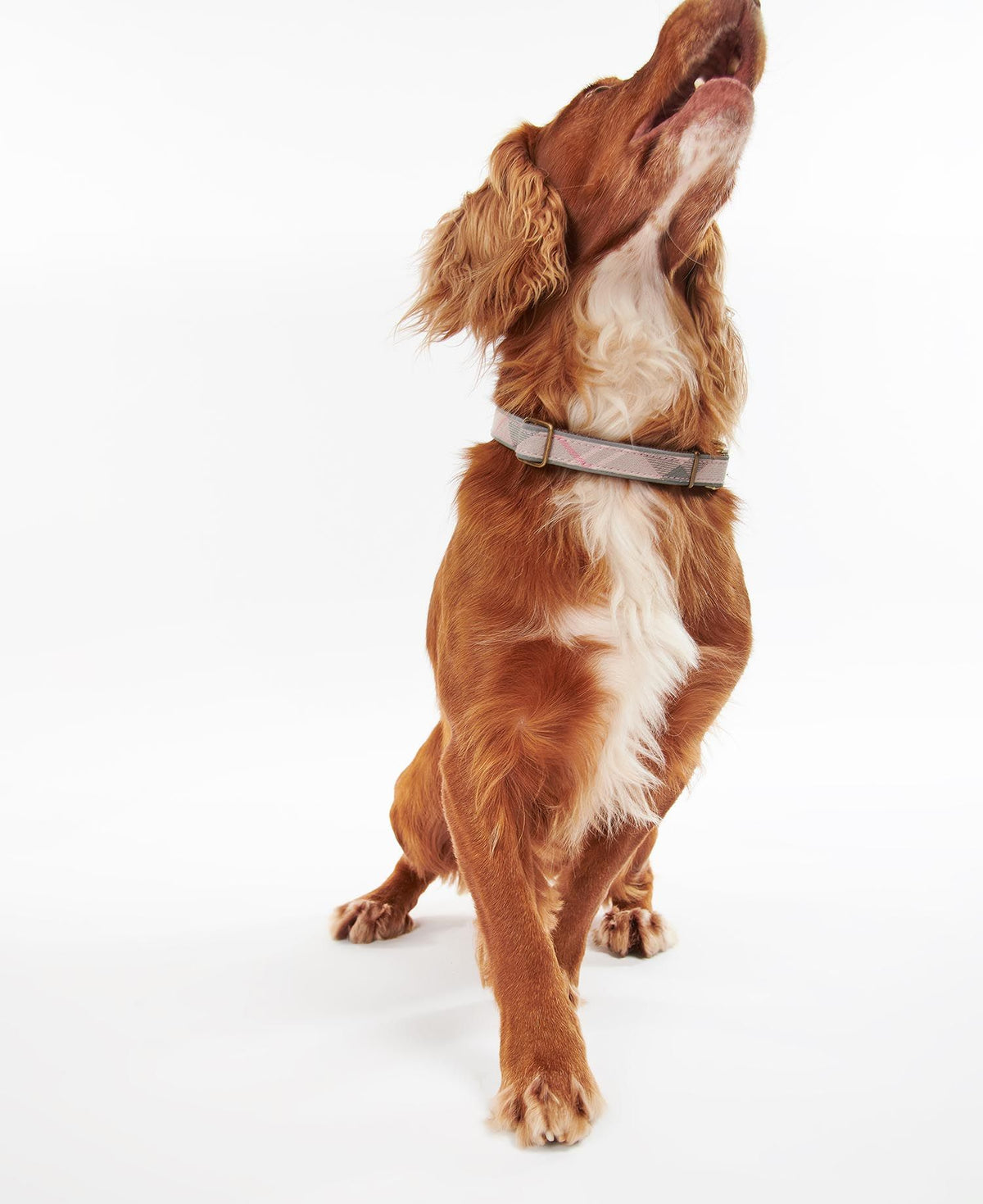 Barbour Reflective Tartan Dog Collar - Country Ways