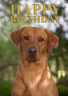 Birthday Greeting Card - Charles Sainsbury - Plaice - Country Ways