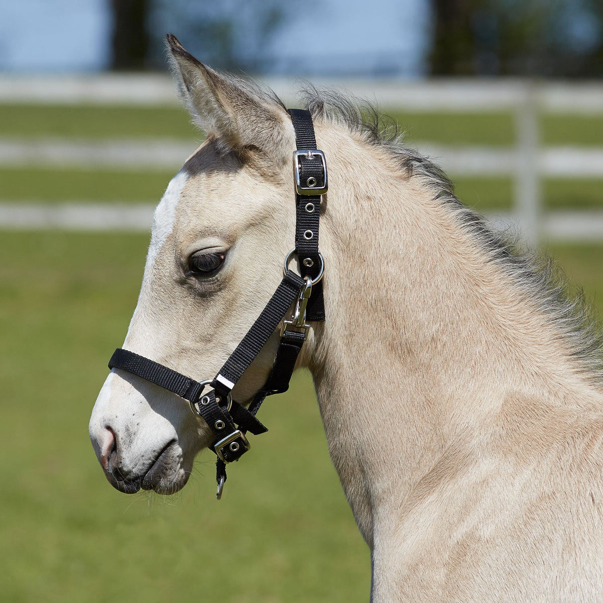 Bitz Fully Adjustable Foal Slip Black - Country Ways