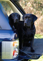 Black Labrador Notecards by Charles Sainsbury - Plaice - Country Ways