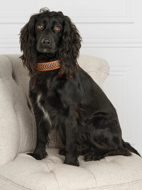 Fairfax & Favor Tetbury Dog Collar - Country Ways