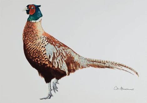 Greeting Card - Cock Pheasant by Colin Blanchard - Country Ways