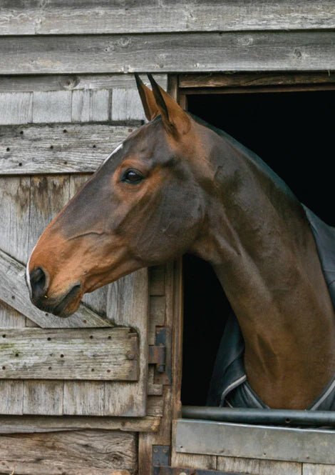 Greeting Card - Equestrian by Charles Sainsbury - Plaice - Country Ways