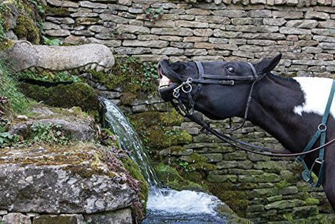 Greeting Card - Equestrian by Charles Sainsbury - Plaice - Country Ways
