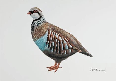 Greeting Card - French Partridge by Colin Blanchard - Country Ways
