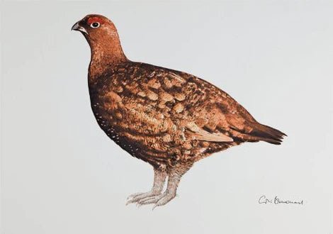 Greeting Card - Grouse by Colin Blanchard - Country Ways