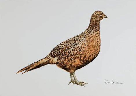 Greeting Card - Hen Pheasant by Colin Blanchard - Country Ways