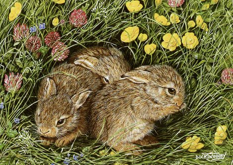 Greeting Card - Leverets & Summer Flowers by Dick Twinney - Country Ways