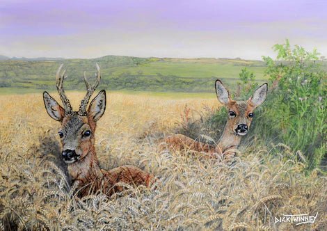 Greeting Card - Roe Deer in Wheat Field by Dick Twinney - Country Ways