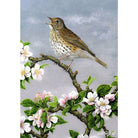 Greeting Card - Song Thrush & Apple Blossom by Dick Twinney - Country Ways
