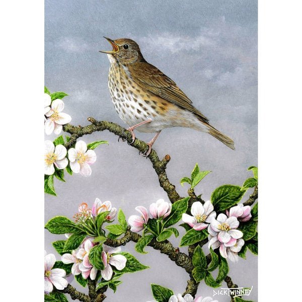 Greeting Card - Song Thrush & Apple Blossom by Dick Twinney - Country Ways