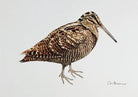 Greeting Card - Woodcock by Colin Blanchard - Country Ways