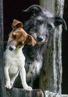 Greeting Card - Working Dogs by Charles Sainsbury - Plaice - Country Ways