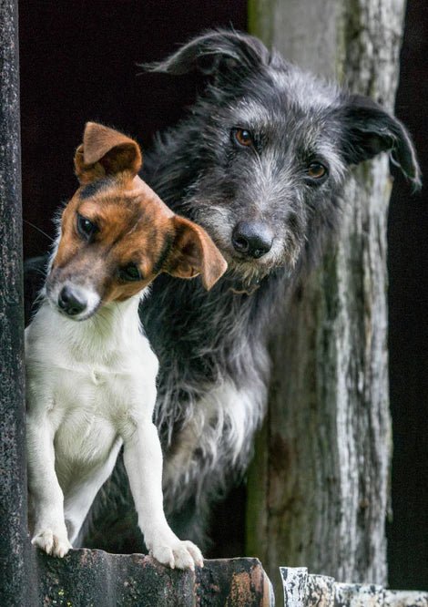 Greeting Card - Working Dogs by Charles Sainsbury - Plaice - Country Ways