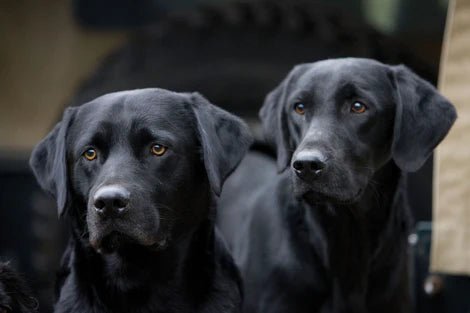 Greeting Card - Working Dogs by Charles Sainsbury - Plaice - Country Ways