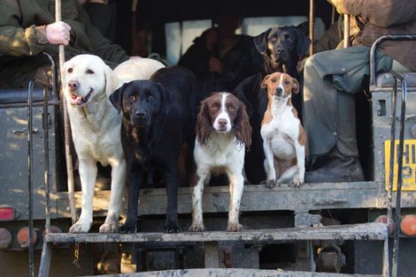 Greeting Card - Working Dogs by Charles Sainsbury - Plaice - Country Ways