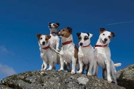 Greeting Card - Working Dogs by Charles Sainsbury - Plaice - Country Ways