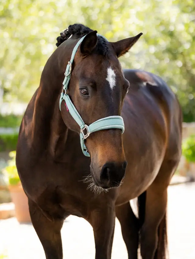 LeMieux Versailles Headcollar & Leadrope SS25