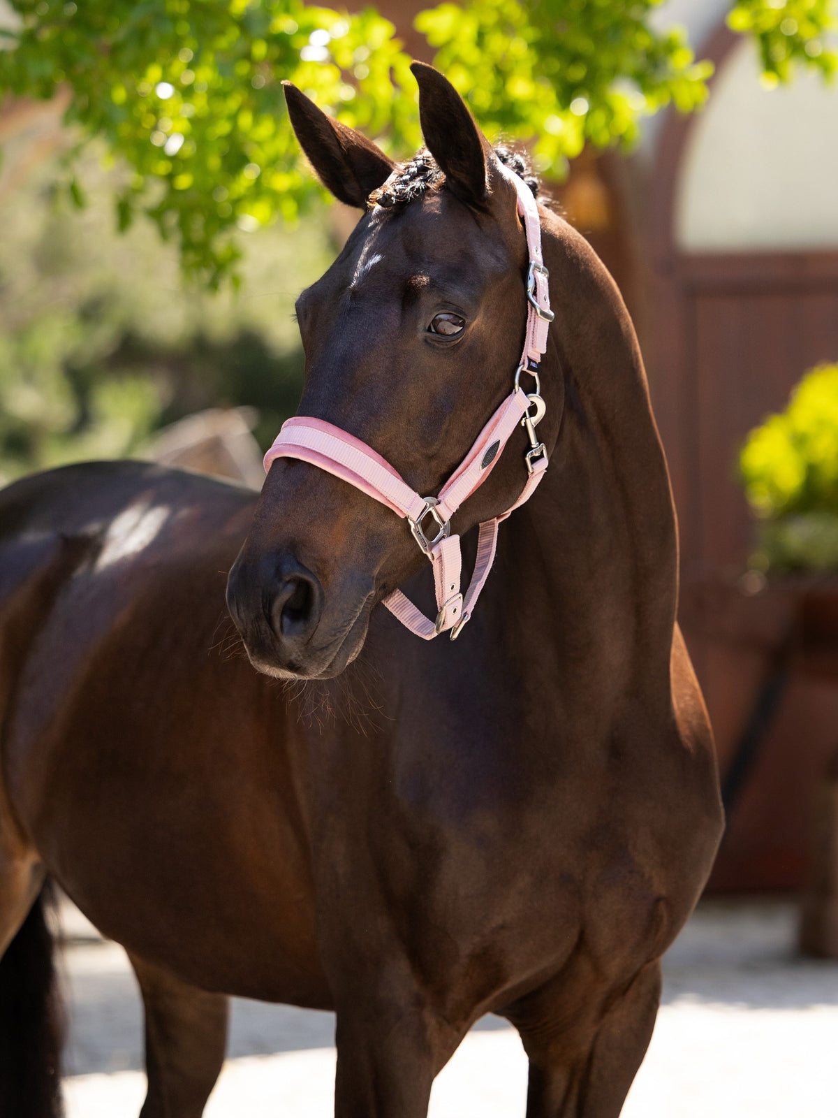 LeMieux Versailles Headcollar & Leadrope SS25