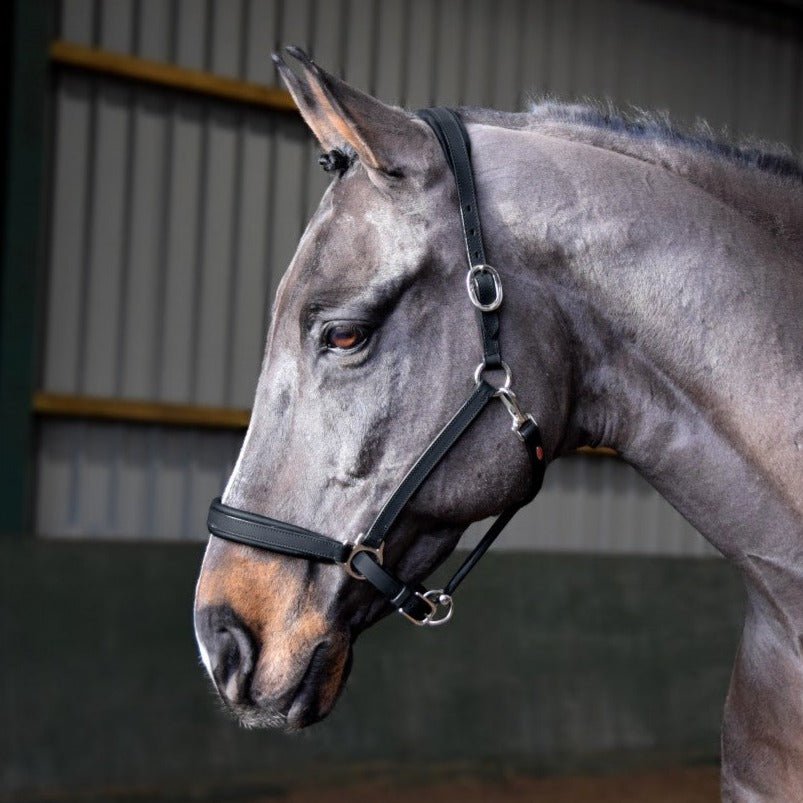 John Whitaker Ready to Ride Headcollar - Country Ways