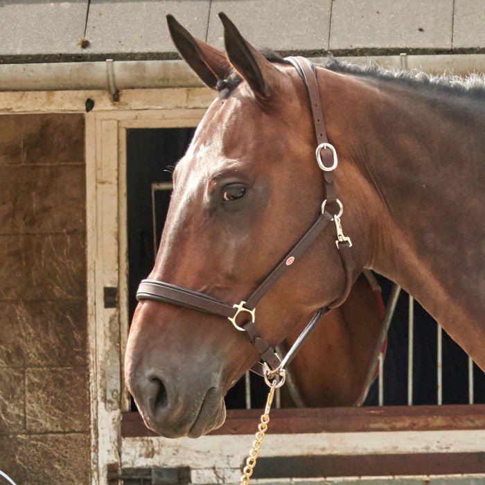 John Whitaker Ready to Ride Headcollar - Country Ways